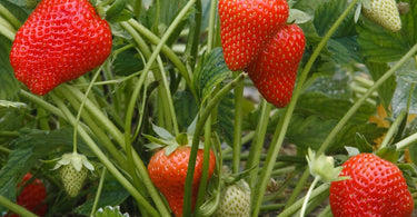 How to grow strawberry plants?