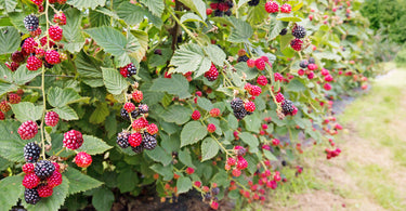 When to plant berry bushes?