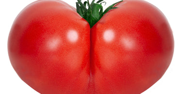 When to fertilize tomatoes?