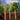 How long do carrots take to grow?