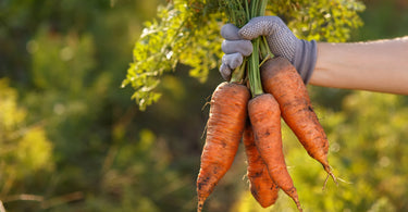 How long does it take for carrots to grow?