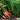 How do you grow carrots?