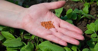 How to grow carrots from seed?