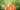 How to grow carrot plant?