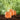 How to grow carrot plant?