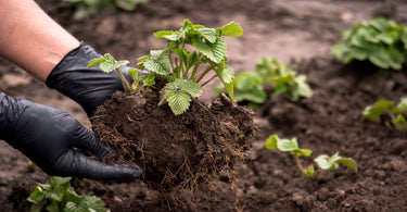 How to plant berries?