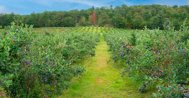 How far apart to plant blueberry bushes?