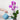 How often to water orchids?