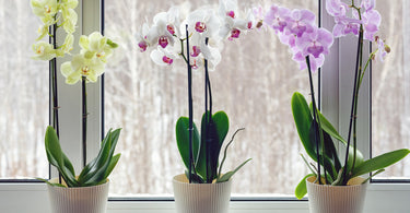 How to care for orchids indoors?
