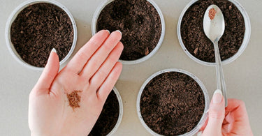 How to plant strawberry seeds?