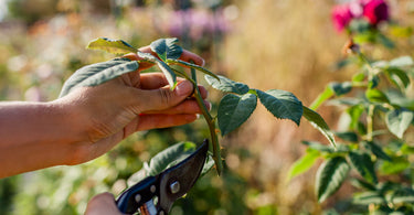 How to propagate a rose bush?