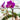 How to get orchids to rebloom?