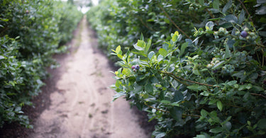 When to plant blueberry bushes?
