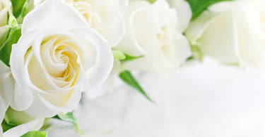 What does a white rose mean?