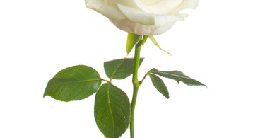 What do white roses represent?