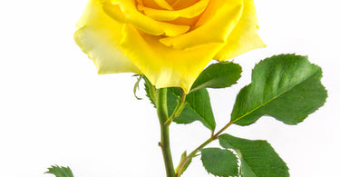 What do yellow roses symbolize?