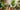 House Plant Fertilizers