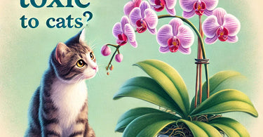 Are orchids toxic to cats?