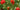 How to grow strawberry plants?