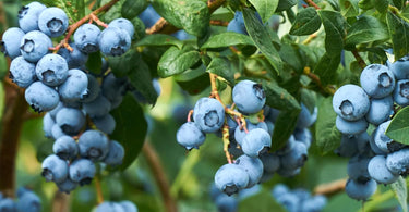 When to fertilizer berries?