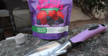How to fertilize blueberries?