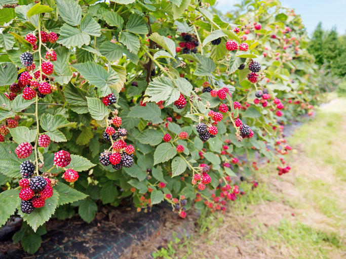 When to plant berry bushes? – Happy Nutrients