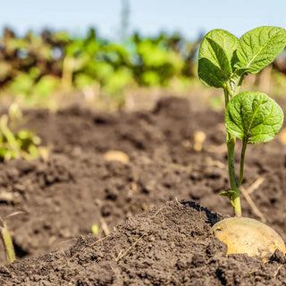 What is the Best Fertilizer for Potatoes?