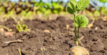 What is the Best Fertilizer for Potatoes?