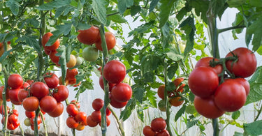 How often to fertilize tomato plants?