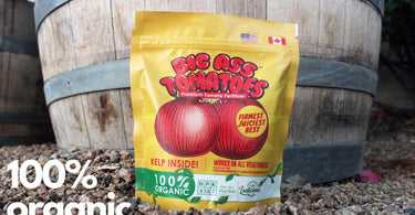 How to fertilize tomatoes?