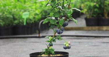 Can blueberry plants be grown in pots?