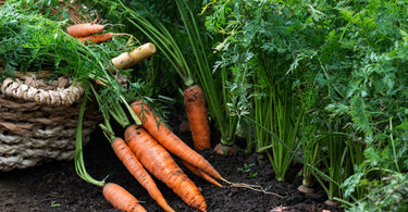 How do you grow carrots?
