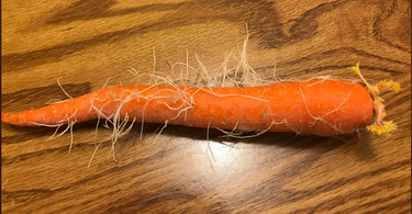 Why are my carrots growing roots?