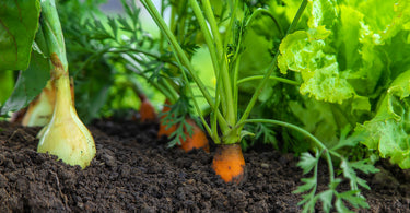 How long does it take for a carrot to grow?