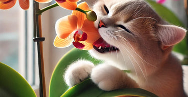Are orchids poisonous to cats?