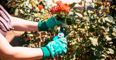 When to cut back rose bushes?