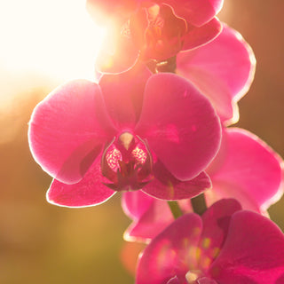 Do orchids need sun?