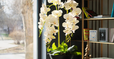 Do orchids need sunlight?