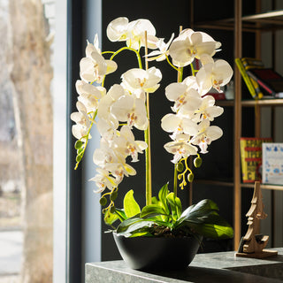 Do orchids need sunlight?