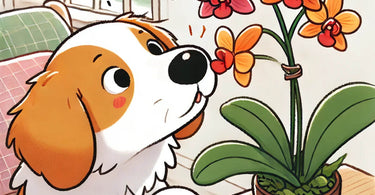 Are orchids poisonous to dogs?