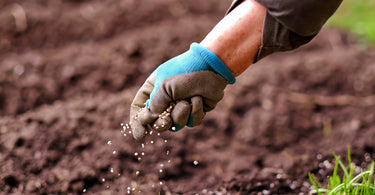 How do you fertilizer pepper plants?