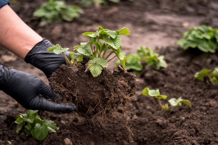 How to plant berries? – Happy Nutrients