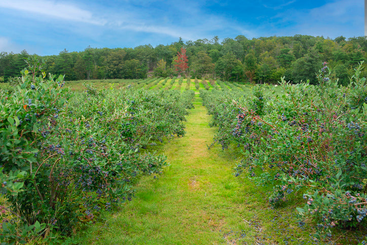 How far apart to plant blueberry bushes? – Happy Nutrients