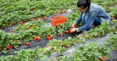 How far apart do you plant strawberries?