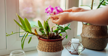 How much light do orchids need?