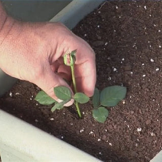 How Often to Fertilize Roses?