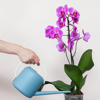 How often to water orchids?
