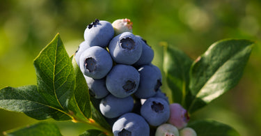 How to grow blueberry plants?