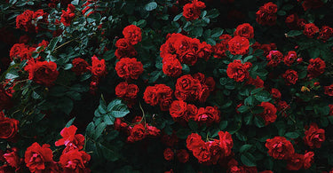 How to Grow Roses