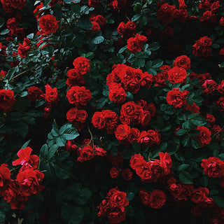How to Grow Roses